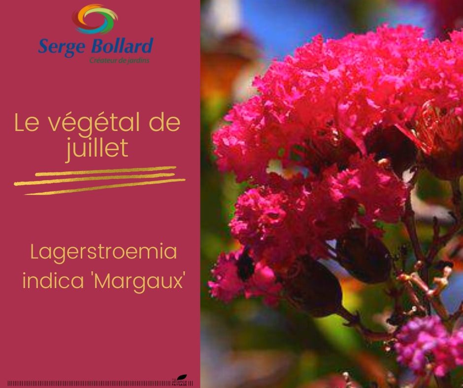 Lagerstroemia indica Margaux Serge Bollard paysagiste