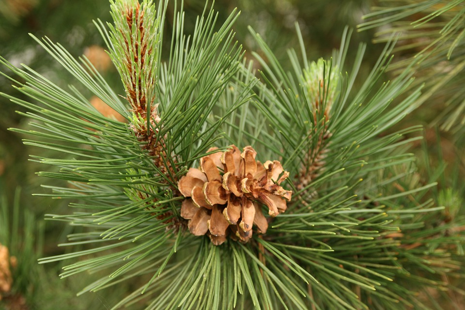 Pinus pinea pin parasol Serge Bollard Saix